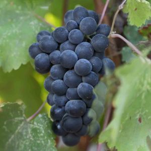 cabernet franc - Image by thewinemix0 from Pixabay square